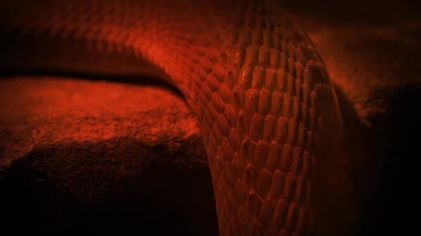 Snake Slithers Ledge Fire Glow — Stock video