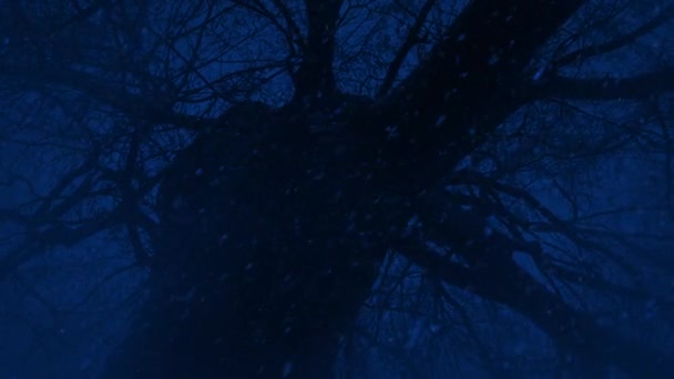 Snow Falls Gnarled Old Tree Night — Stock Video