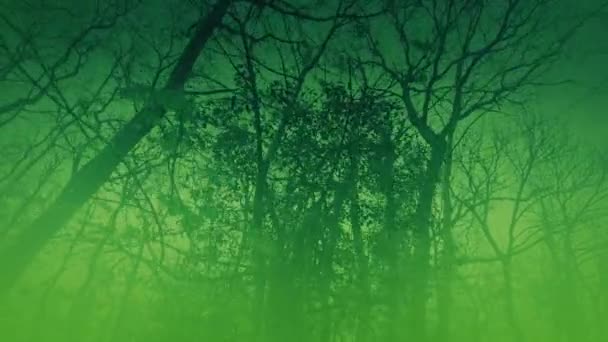 Страшный Проклятый Лес Густым Туманом — стоковое видео