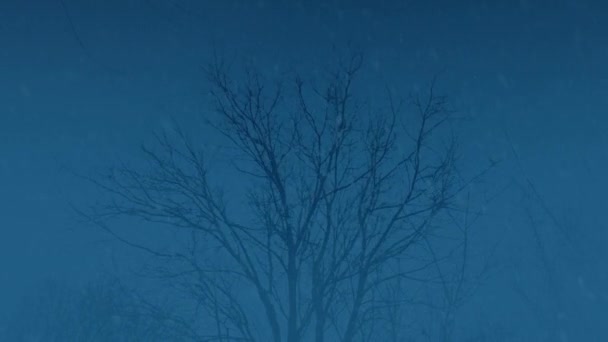 森林上空的暴风雪在夜间循环中被射中 — 图库视频影像