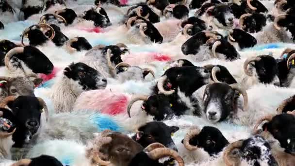 羊の群れ フォロワーコンセプト — ストック動画