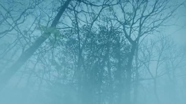 Δέντρα Δάσος Πανύψηλα Πάνω Ομιχλώδες Τοπίο — Αρχείο Βίντεο