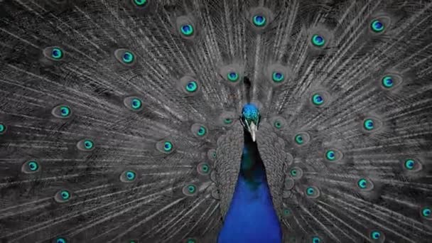 Peacock Shakes Plumage Isolé Blues — Video