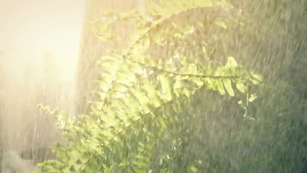 Güneş Işığındaki Bitkileri — Stok video