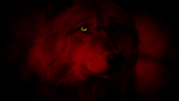 Λύκος Κόκκινο Λαμπερό Κίτρινο Πορτρέτο Μάτια — Αρχείο Βίντεο
