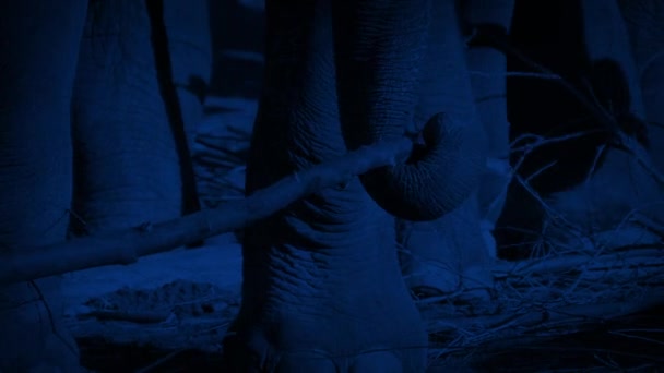 Elefante Rompiendo Rama Con Tronco Noche — Vídeo de stock