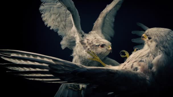 Боротьба Птахами Бою Рухомий Постріл — стокове відео