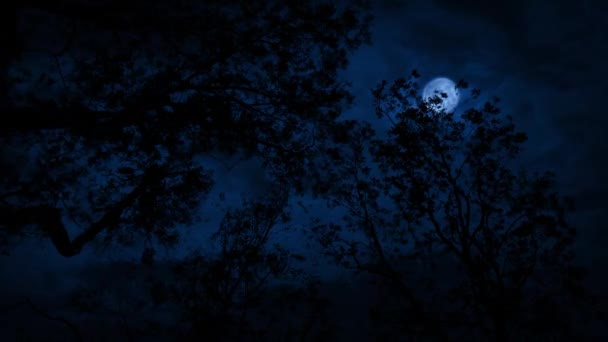 Błyskawice Czubkami Drzew Nocy — Wideo stockowe