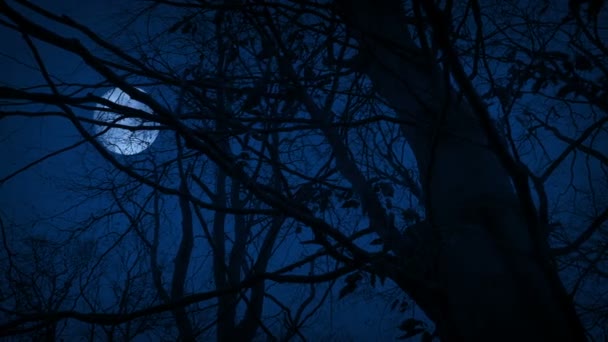 Księżyc Nad Drzewami Leśnymi Przerażający Pov — Wideo stockowe