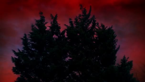 Noční Můra Obloha Nad Stromy Bouři — Stock video
