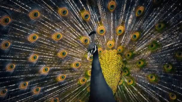 Peacock Moving Isolated Yellows — Stock Video