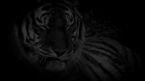 Tigre Repouso Olha Para Cima Monocromático Com Olhos Fiery — Vídeo de Stock