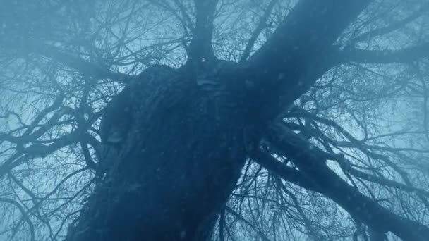 Snow Falls Old Dead Tree Misty Winter Woods — Stock video