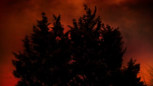 Fuego Forestal Hace Que Cielo Brille Con Árboles Moviéndose Viento — Vídeo de stock