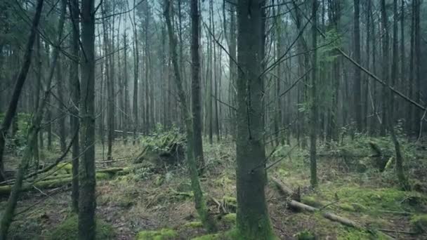 Procházky Lesích Oblačného Dne — Stock video