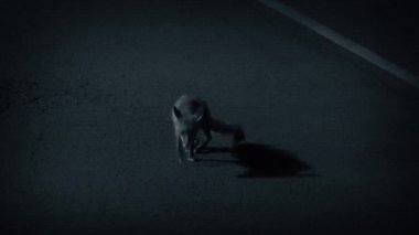 Kentsel Bölgedeki CCTV Fox Geceleri