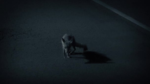 Cctv Fox Strefie Miejskiej Nocy — Wideo stockowe