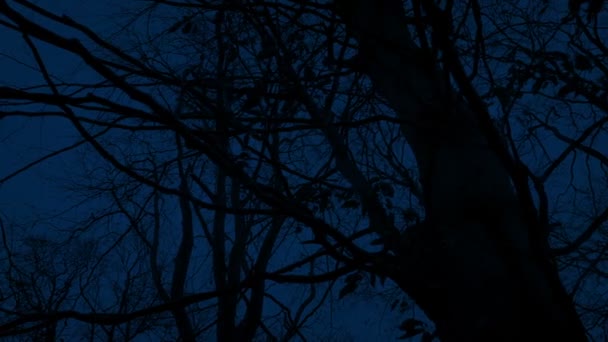 Ciemne Przerażające Drzewa Poruszające Strzał — Wideo stockowe