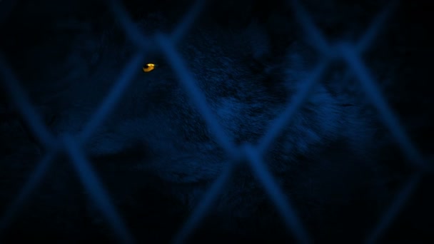 Vlk Uzavřeném Prostoru Noci Zářícíma Očima — Stock video