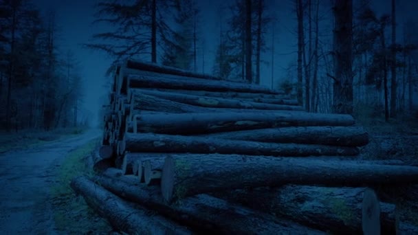 Log Pile Floresta Noite — Vídeo de Stock