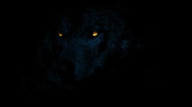 Kurt Parlak Gözleriyle Karanlıkta Hırlıyor