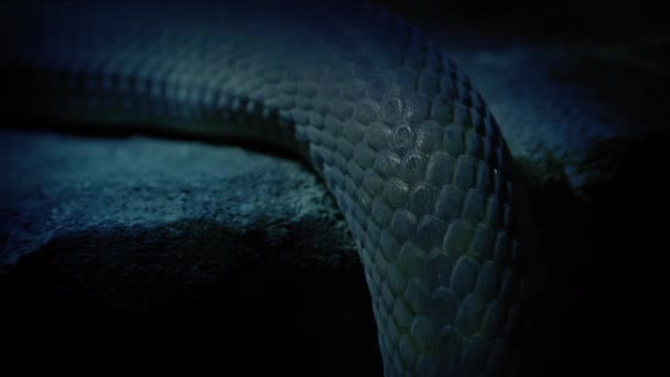 Serpente Deslizando Sobre Borda Escuro — Vídeo de Stock