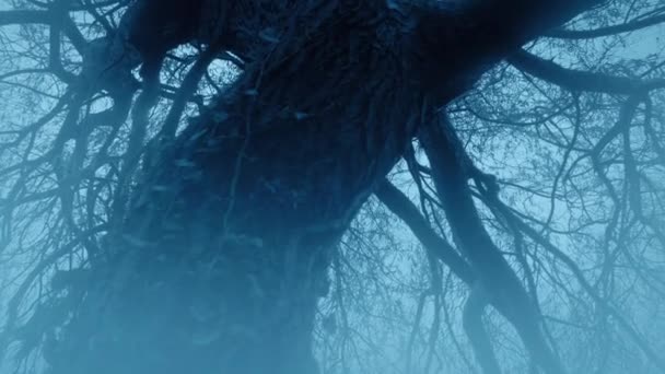 Nebelwald Mit Alten Bäumen — Stockvideo