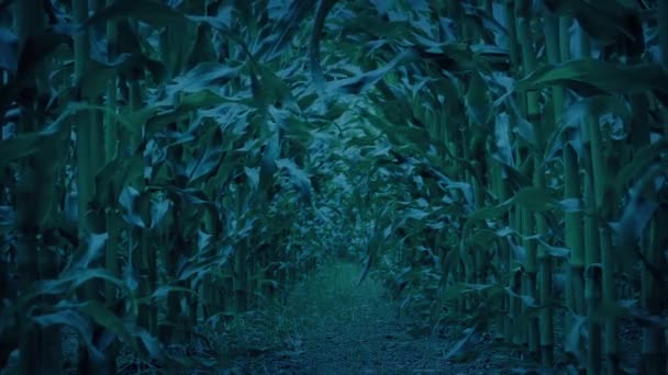Рівень Землі Між Рядками Кукурудзи Ввечері — стокове відео