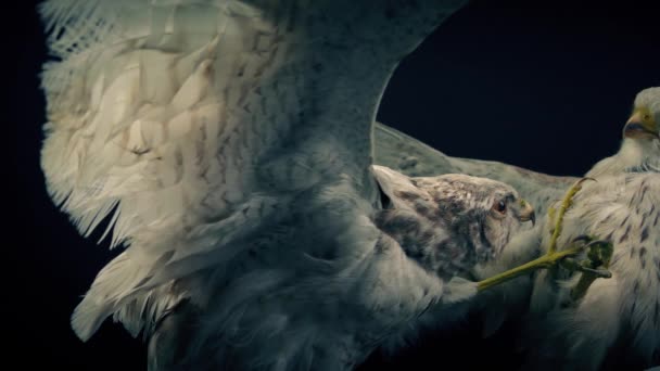 Lutter Contre Les Oiseaux Affichage Conflit Concept Guerre — Video