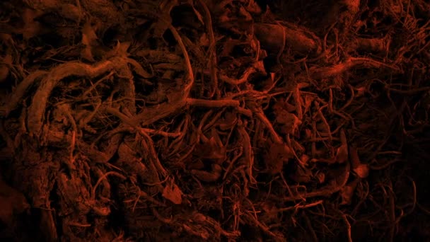 Fire Lights Old Tree Roots — Stock video