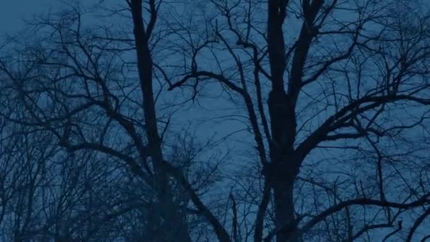 Tall Trees Sway Evening — стоковое видео