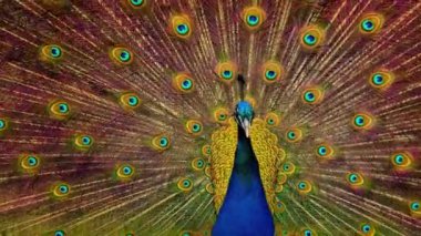 Tavuskuşu Renkli Plumage 'ini sallar