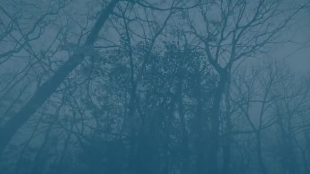 Légköri Foggy Woodland Moving Shot — Stock videók