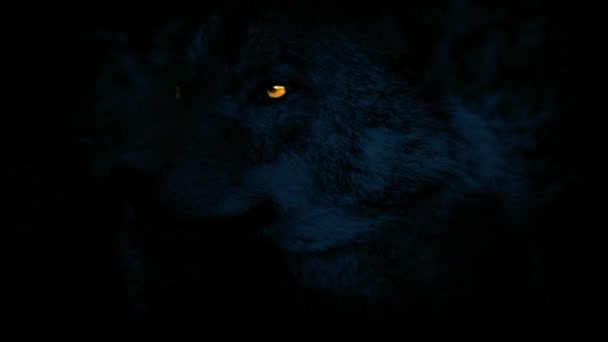 輝く目を持つ恐ろしい狼の暗闇 — ストック動画