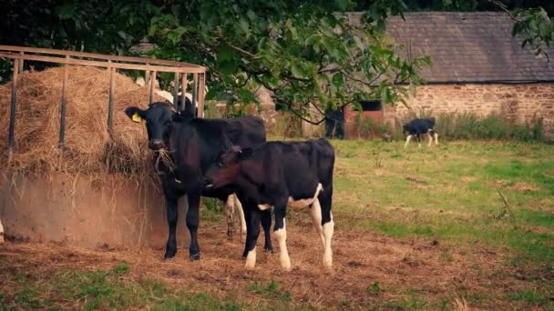 Las Vacas Alimentan Granja Por Noche — Vídeos de Stock