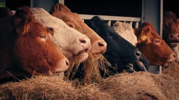 Кормление Коров Закате — стоковое видео
