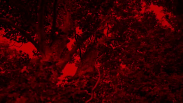 Bäume Wind Beängstigend Roter Himmel — Stockvideo