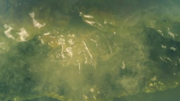 洞穴房顶上的黏糊糊的异形生物移动 — 图库视频影像