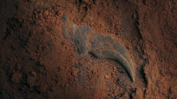 Detalle Excavación Fósil Garra Dinosaurio — Vídeos de Stock