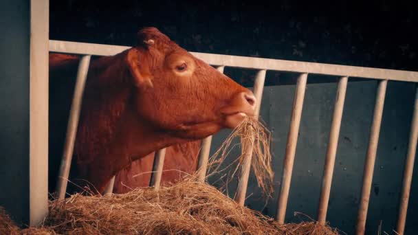 Alimentation Vache Dans Hangar Coucher Soleil — Video