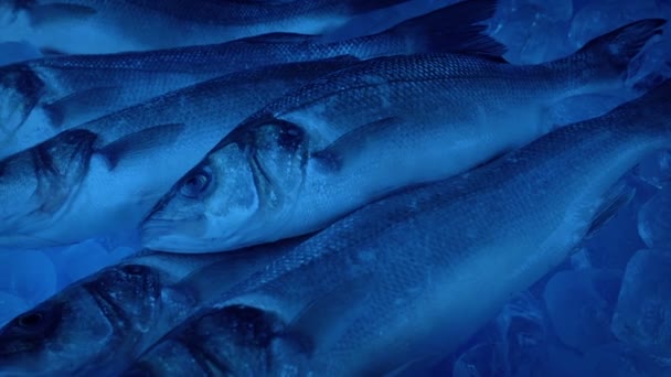 新鲜鱼在冷藏箱移动镜头 — 图库视频影像