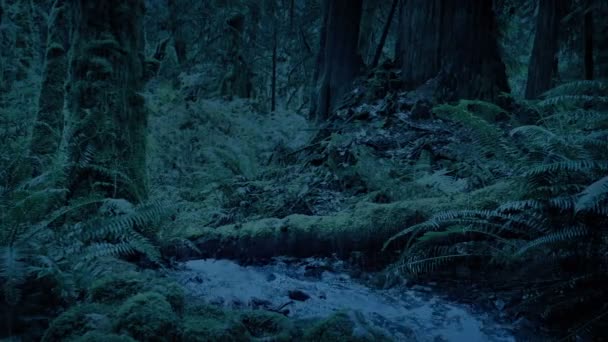 Lluvia Río Woodland Oscuridad — Vídeos de Stock