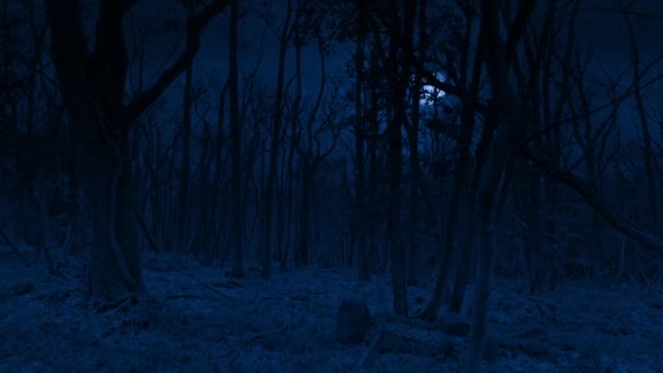 Scary Woods Night Moonlight Pov — Stock Video
