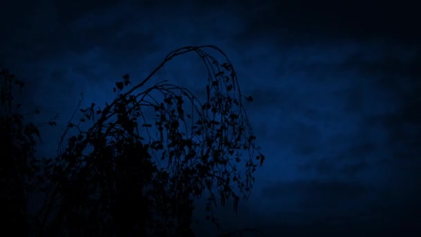Tree Top Vinden Natten — Stockvideo