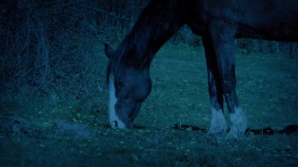 Paardenweiden Het Veld Bij Zonsopgang — Stockvideo