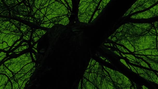Pohyb Pod Pokrouceným Starým Stromem Děsivé Krajině — Stock video
