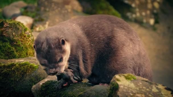 Otter Eten Rotsen Closeup — Stockvideo