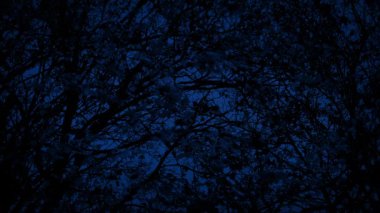 Geceleri yoğun ağaç gölgelik
