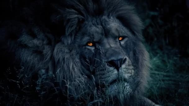 Alpha Lion Kijkt Omhoog Met Brandende Ogen — Stockvideo