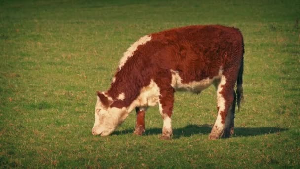 Αγελάδα Βόσκει Στο Χωράφι Βράδυ — Αρχείο Βίντεο